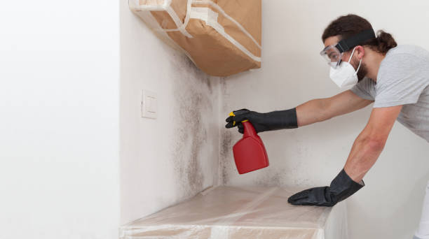 Professional Black Mold Remediation technician working in Cliffside Park, NJ